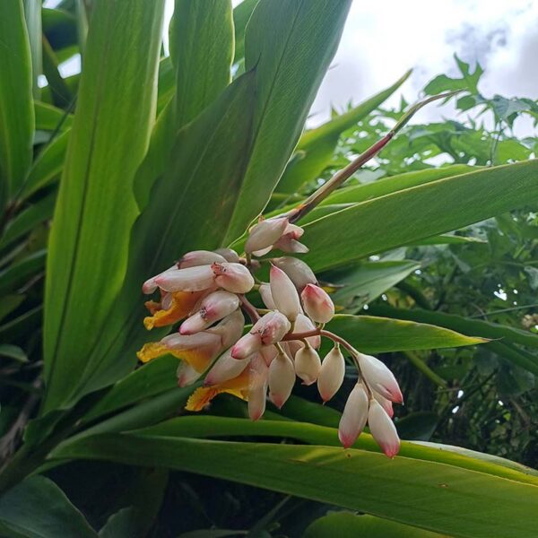 tisane d'atoumo bio – alpinia zerumbet