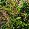 tisane d’ayapana bio ayapana triplinervis