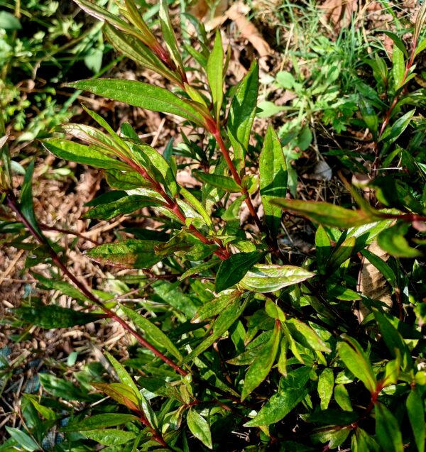 tisane d’ayapana bio ayapana triplinervis