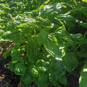plan de basilic commun bio ocimum basilicum l.