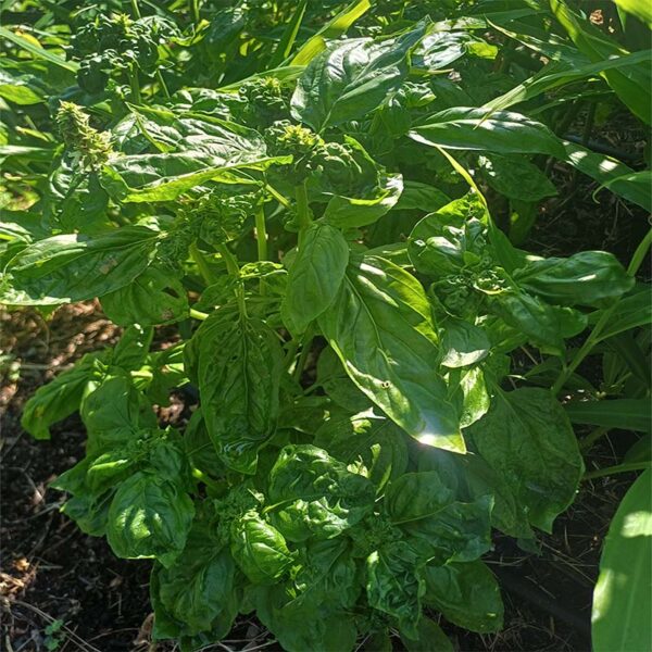 plan de basilic commun bio ocimum basilicum l.