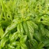 tisane de basilic commun bio ocimum basilicum l.