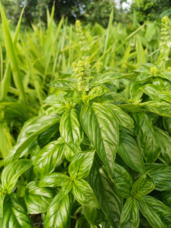 tisane de basilic commun bio ocimum basilicum l.