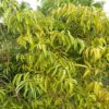 Arbre et feuilles de cannelle bio – cinnamomum burmannii l | artisanale