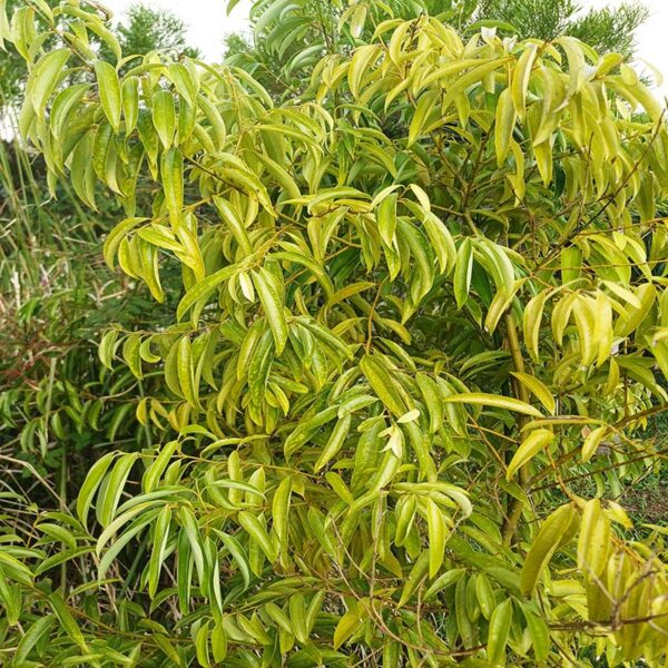 Arbre et feuilles de cannelle bio – cinnamomum burmannii l | artisanale
