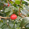 Fruit cerise à côtes bio – eugenia uniflora