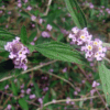 infusion de feuilles de brisée bio