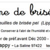 tisane de brisée bio– lippia alba