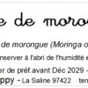 tisane de morongue bio moringa oleifera