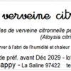 tisane de verveine citronnelle bio – aloysia citriodora palau