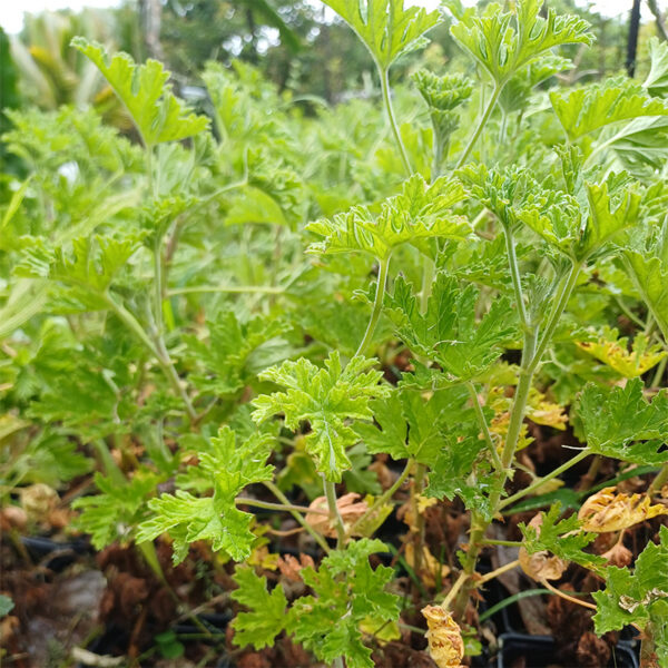 tisane de géranium rosat bio – pelargonium graveolens