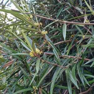 liane de bois d’olives bio secamone volubilis