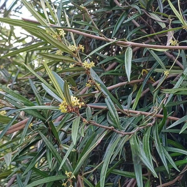 liane de bois d’olives bio secamone volubilis