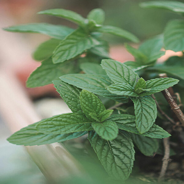 menthe verte & menthe poivrée bio