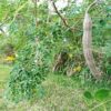 Branche morongue bio moringa oleifera