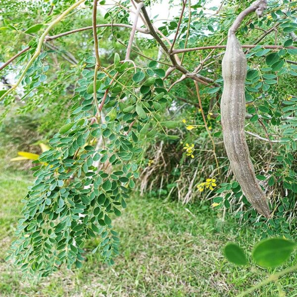 Branche morongue bio moringa oleifera