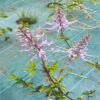 fleur d'orthosiphon bio – orthosiphon aristatus