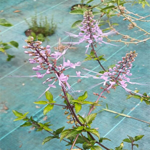 fleur d'orthosiphon bio – orthosiphon aristatus