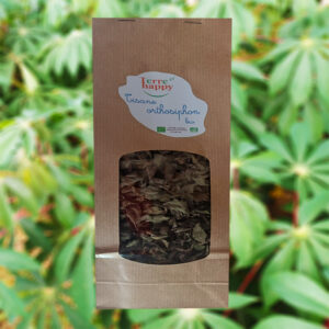 tisane d'orthosiphon bio – orthosiphon aristatus