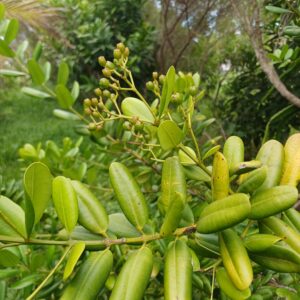 tisane de ravintsara bio cinnamomum camphora