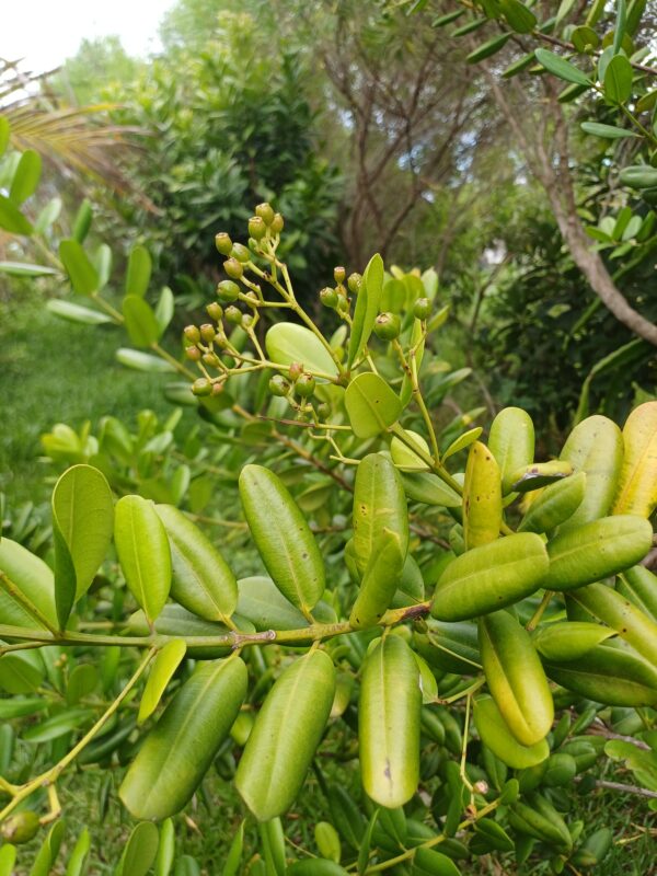 tisane de ravintsara bio cinnamomum camphora