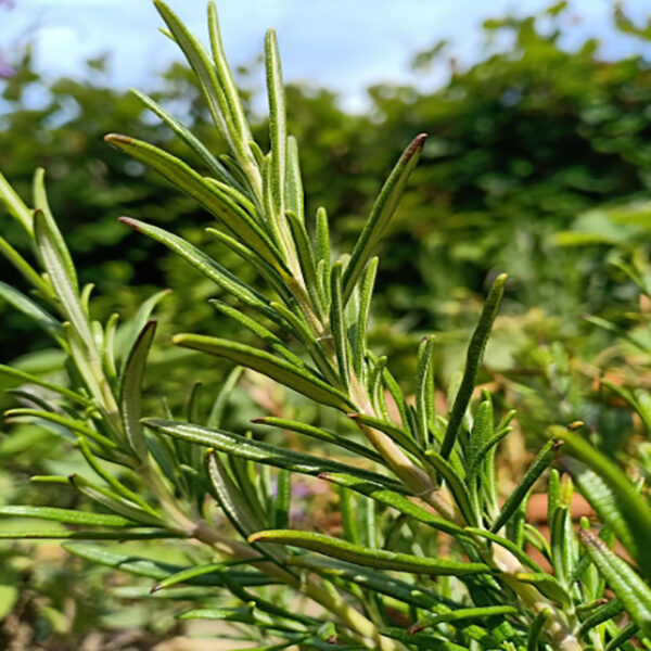 tisane de romarin bio – rosmarinus officinalis