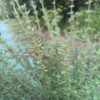 tisane de thym bio – thymus vulgaris