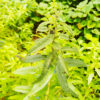 Plan de verveine citronnelle bio – aloysia citriodora palau