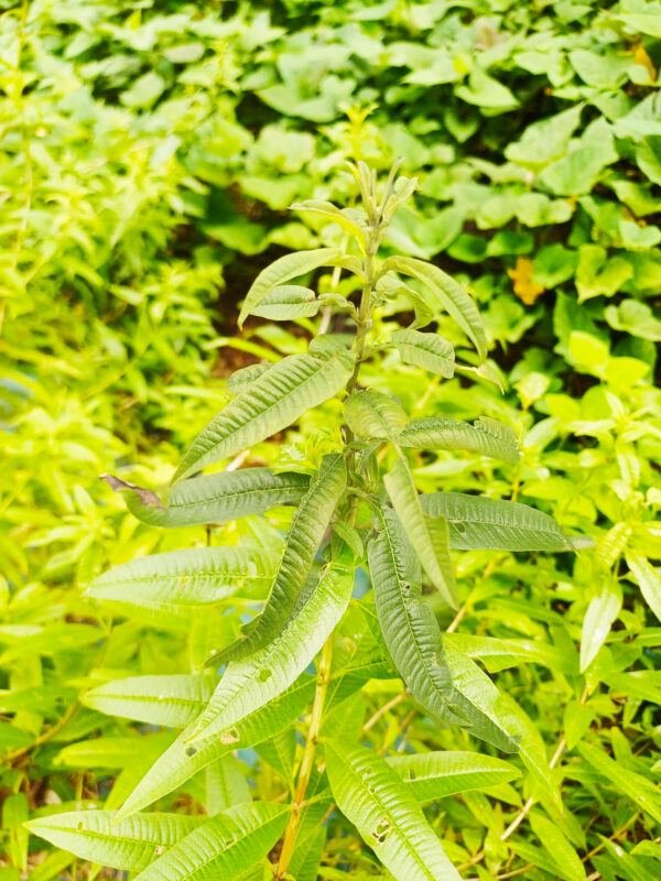 Plan de verveine citronnelle bio – aloysia citriodora palau