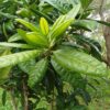 poudre de 4 épices bio –pimenta dioica