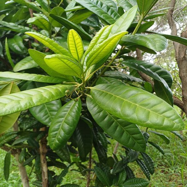 poudre de 4 épices bio –pimenta dioica