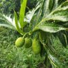 arbre de fruit à pain bio – sans gluten