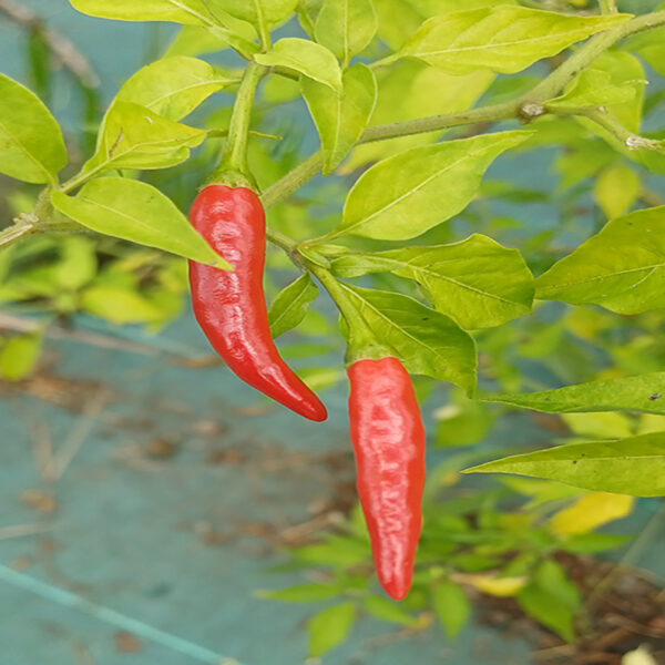 poudre de piment rouge bio – capsicum annuum