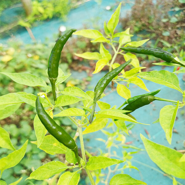 poudre de piment rouge bio – capsicum annuum poudre de piment vert bio – capsicum annuum
