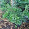 plant de géranium poivré bio en pot – pelargonium graveolens