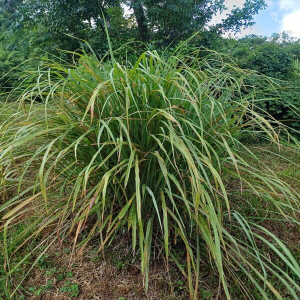 plant de citronnelle bio en pot – cymbopogon citratus