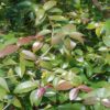 plant de cerise à côtes bio en pot – eugenia uniflora