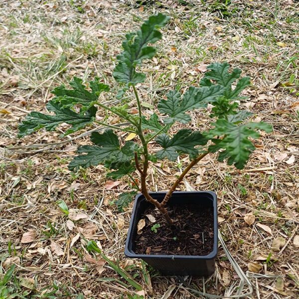 plant de géranium poivré bio en pot – pelargonium graveolens plant de géranium poivré bio en pot – pelargonium graveolens