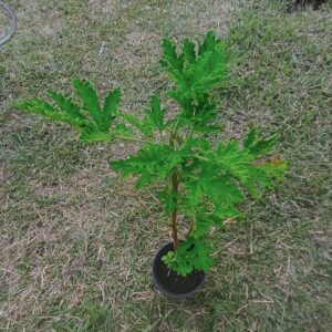 plant de géranium rosat bio en pot – pelargonium graveolens