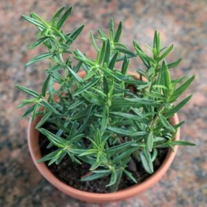 plant de romarin bio en pot – rosmarinus officinalis