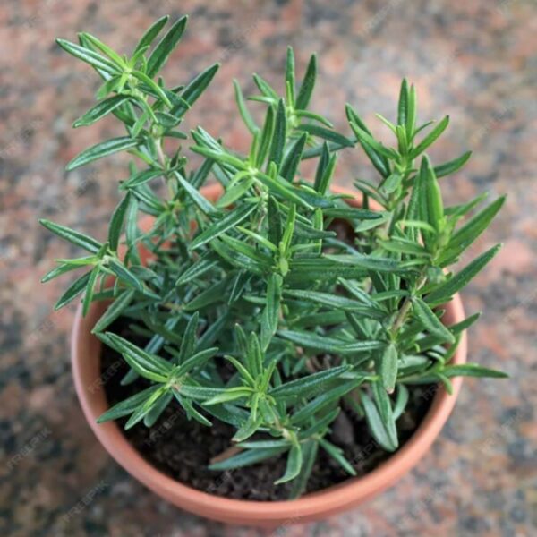 plant de romarin bio en pot – rosmarinus officinalis