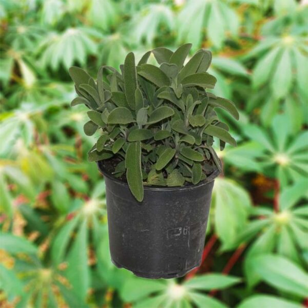 sauge en pot fond