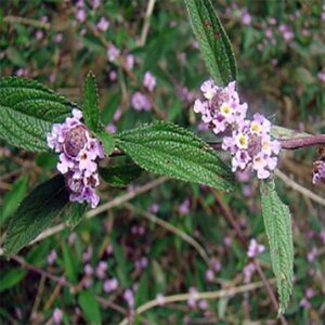 plant de brisée bio en pot – lippia alba
