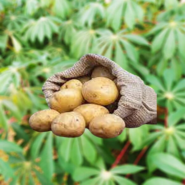 pomme terre fond