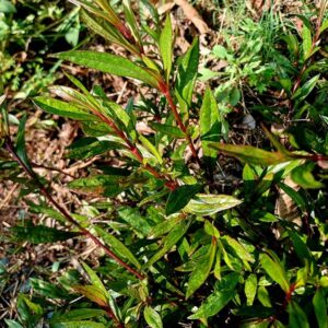plant d’ayapana bio en pot – ayapana triplinervis