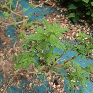 plant de verveine citronnelle bio en pot – aloysia citrodora