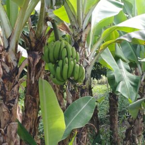 banane 1