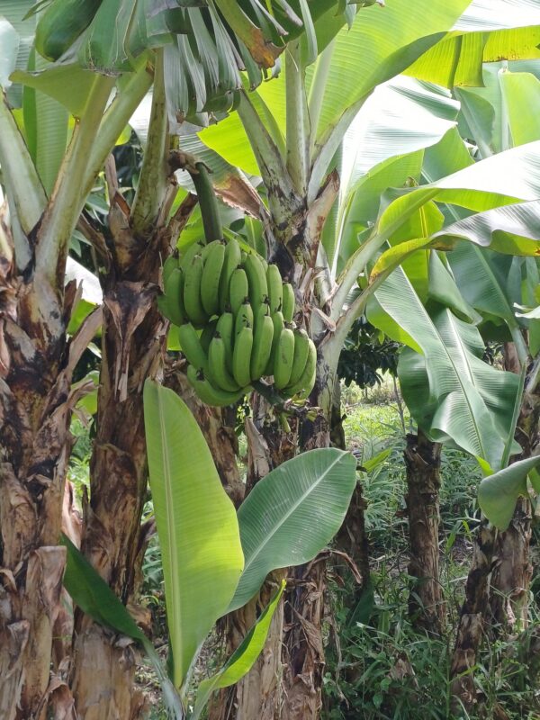 banane 1