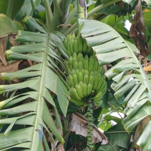 banane