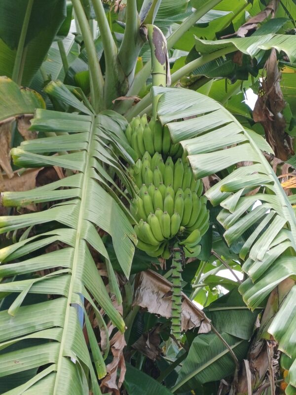 banane